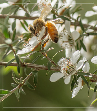 Enriched from Manuka Flower